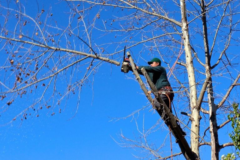 Tree Trimming Service Tree Cutting, Thinning, Shaping and Maintenance